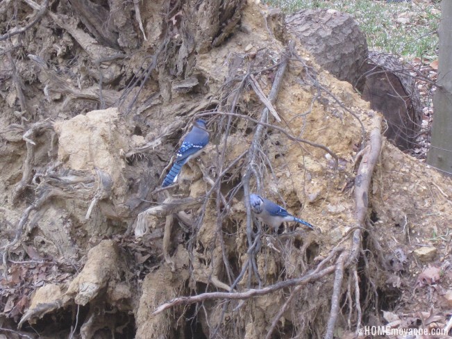 homemoyaone_bluejays