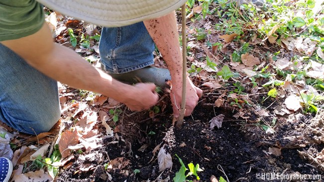 homemoyaone_pawpawplanting