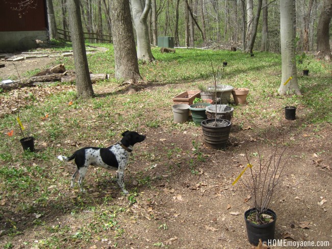 homemoyaone_trees-placed