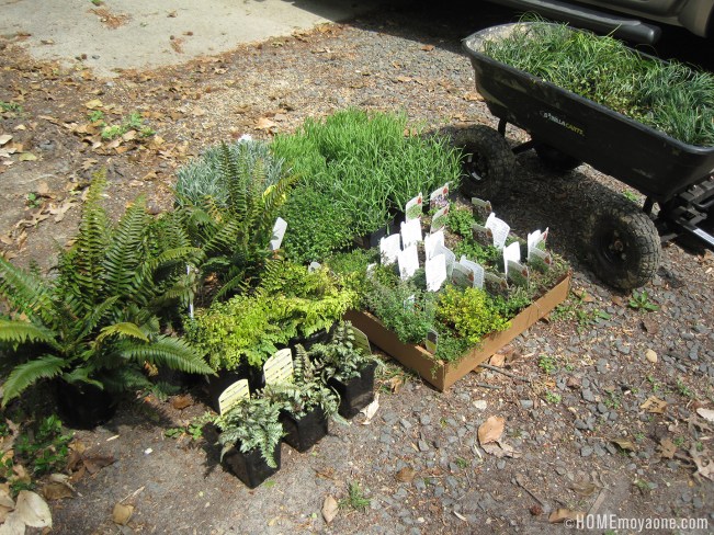 homemoyaone_plant-shopping-spree