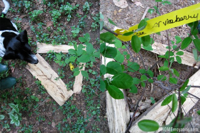 homemoyaone_tree-checkin2