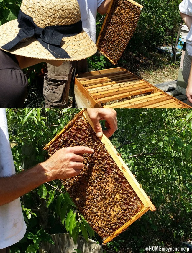 HOMEmoyaone_beekeepingClass