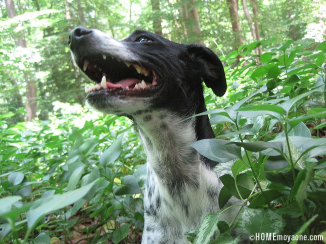 HOMEmoyaone_Broccoli