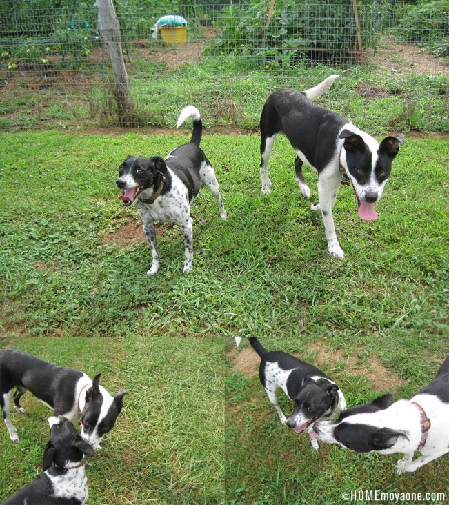 HOMEmoyaone_BroccoliandZoe