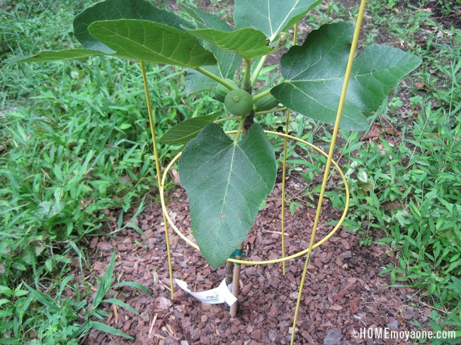 HOMEmoyaone_LattarullaFig