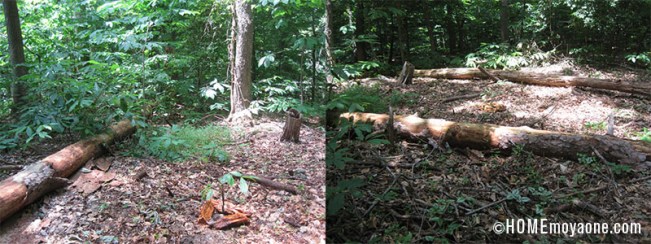 HOMEmoyaone_plantingthenewpawpaws