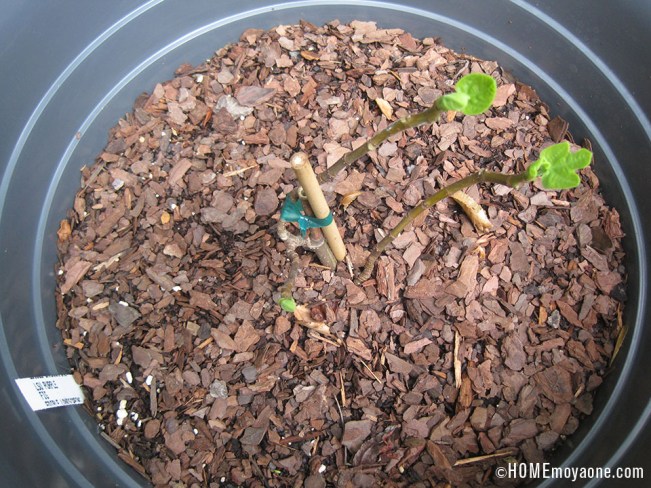 HOMEmoyaone_reboundingFig