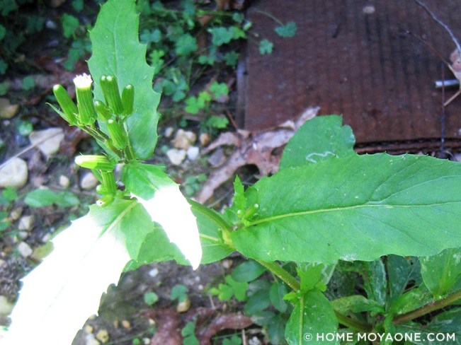 homemoyaone_american-burnweed_fireweed