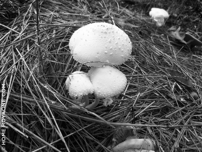 homemoyaone_mushroom1