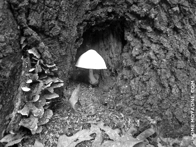 homemoyaone_mushroom4