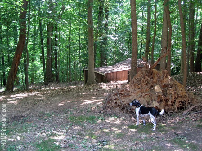 homemoyaone_shed-stump