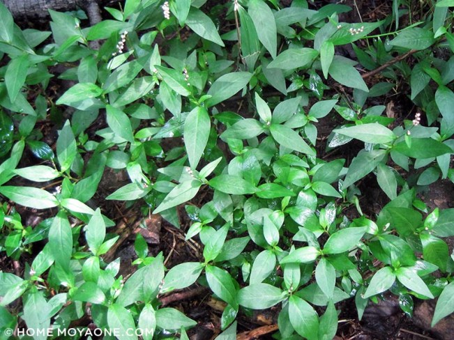 homemoyaone_smartweed