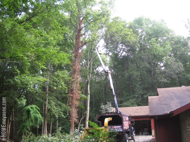 homemoyaone_treetrimming