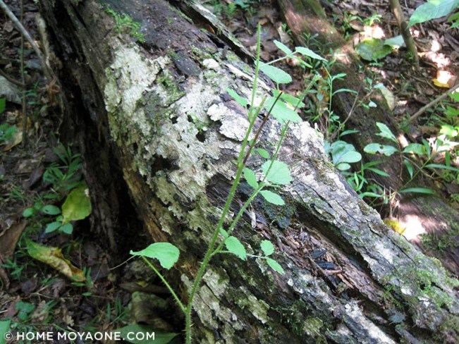 homemoyaone_wineberry