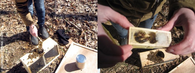 homemoyaone_beehives2