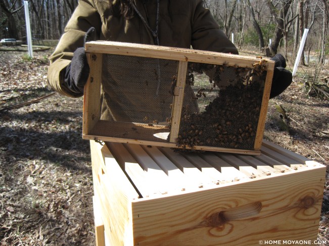 homemoyaone_beehives4