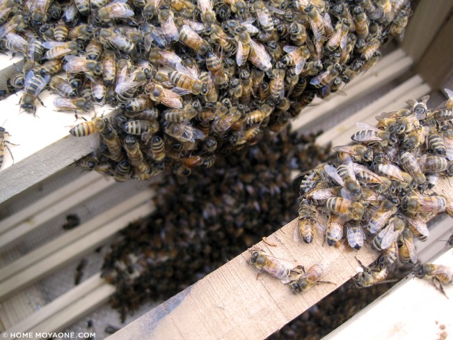 homemoyaone_beehives7