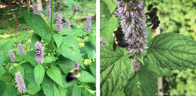 homemoyaone_anise-hyssop