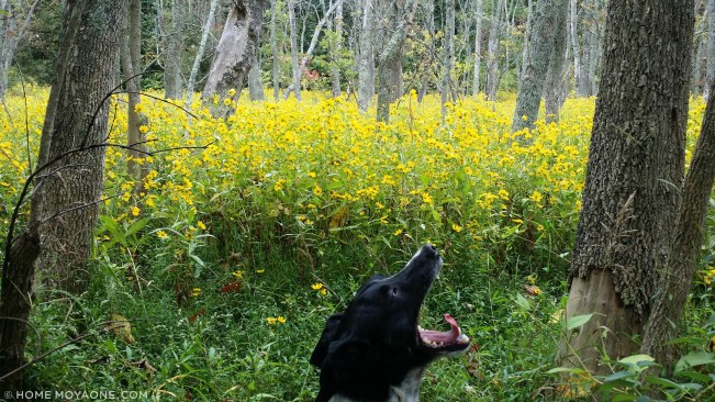homemoyaone_broccoli-in-wildflowers