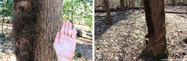 homemoyaone_poison-ivy-vines