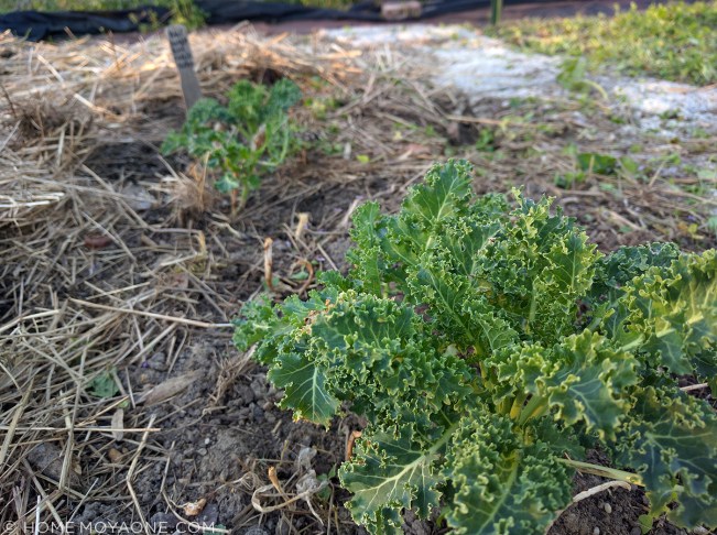 HomeMoyaone_garden-spring-cleaning4