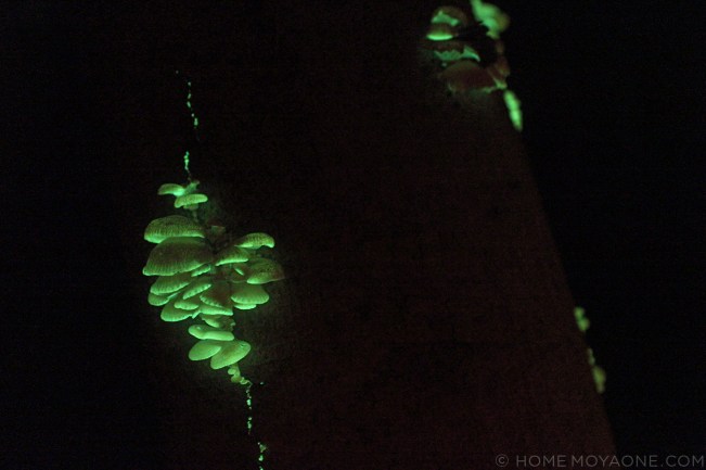 homemoyaone_bioluminescent-mushrooms1