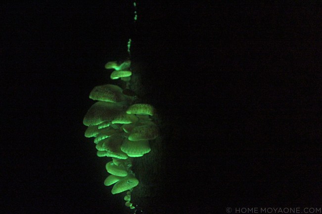 homemoyaone_bioluminescent-mushrooms3