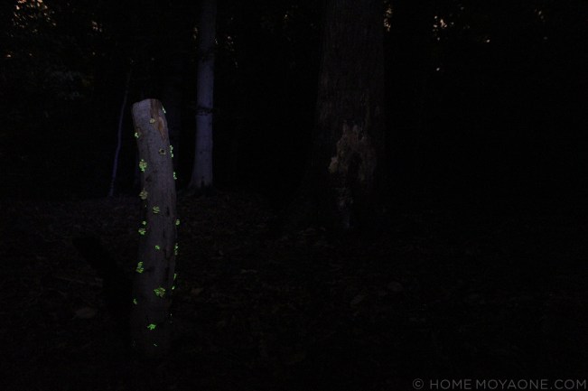 homemoyaone_bioluminescent-mushrooms4