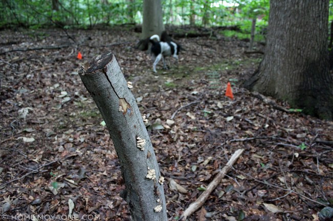 homemoyaone_bioluminescent1